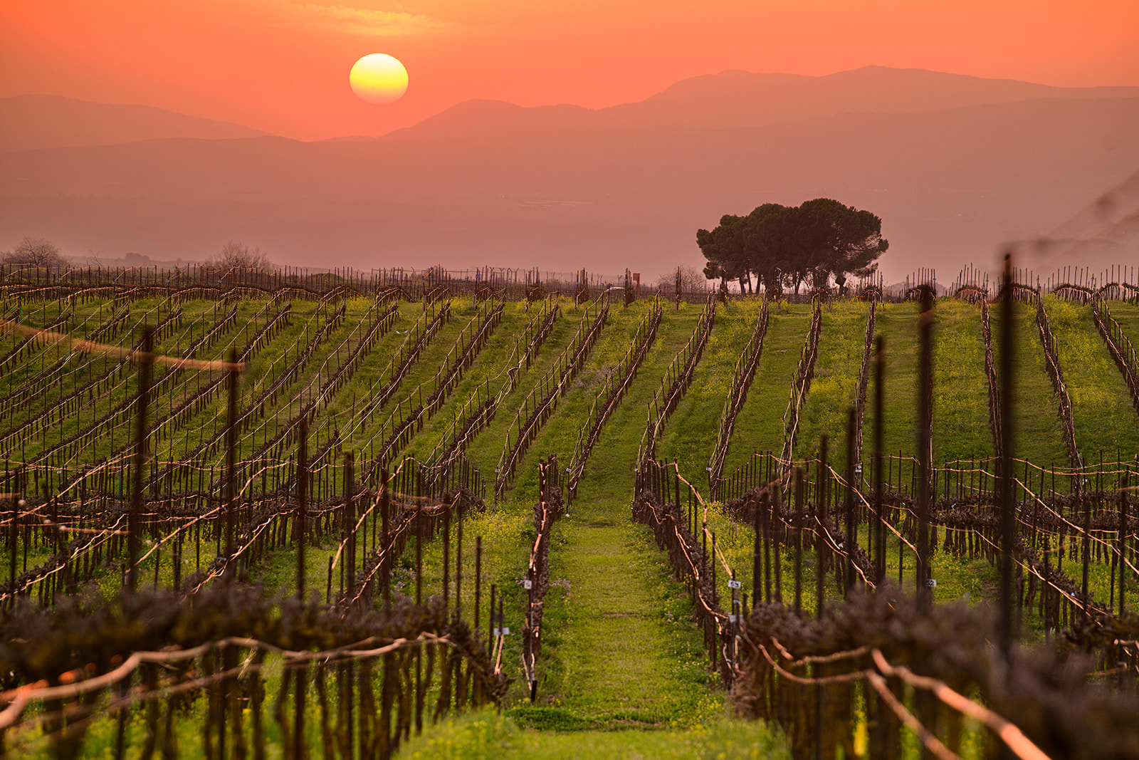 Gamla Brut