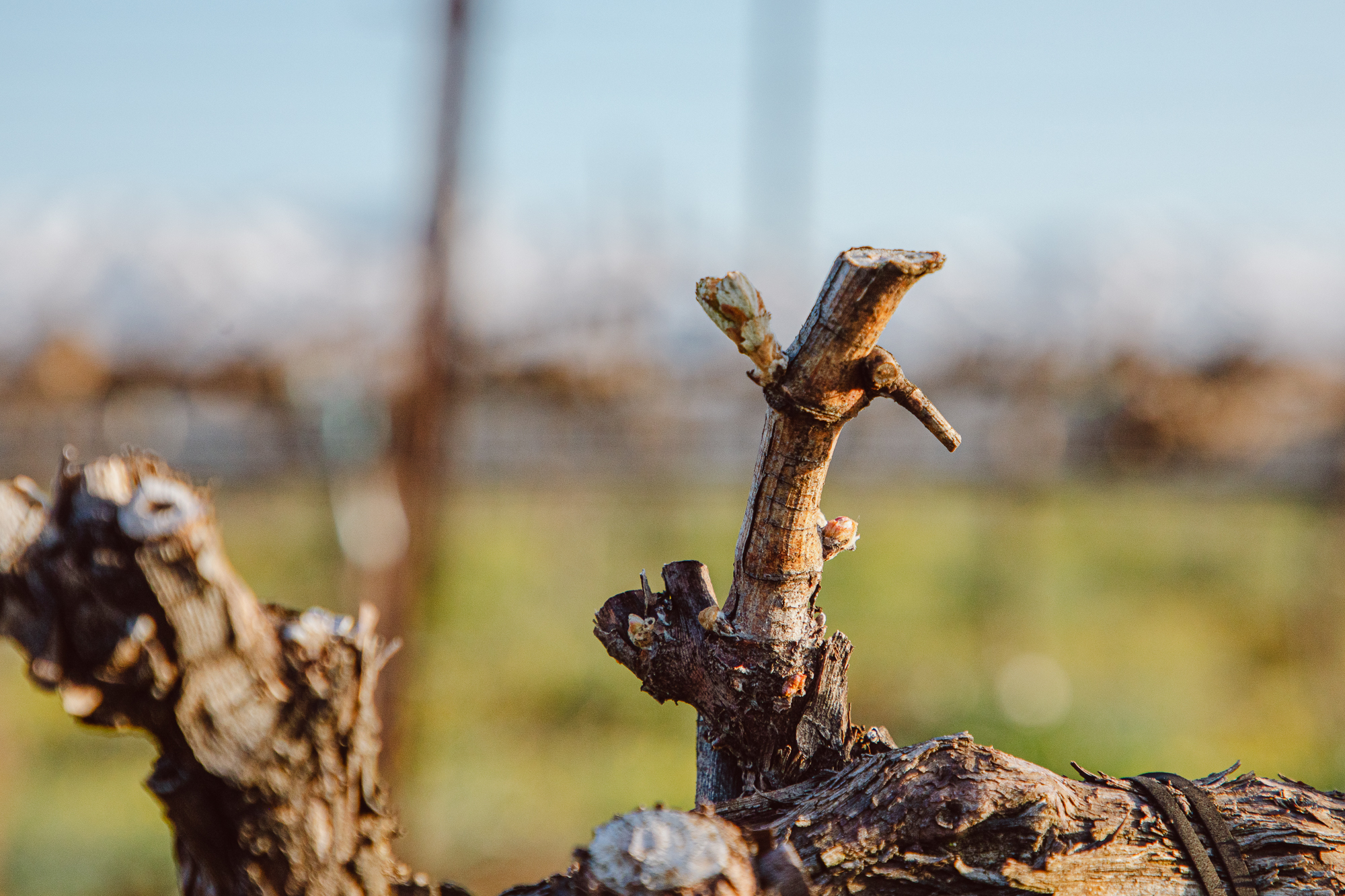 Wine experiences in the heart of the Golan Heights